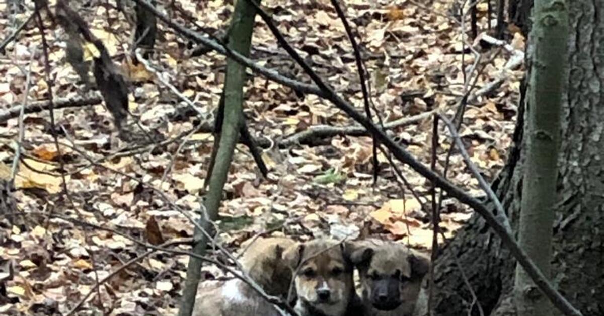 кинолог спасатель. нашли в лесу щенков. нашли в лесу щенков. собака привязана к дереву. нашли в лесу щенков.