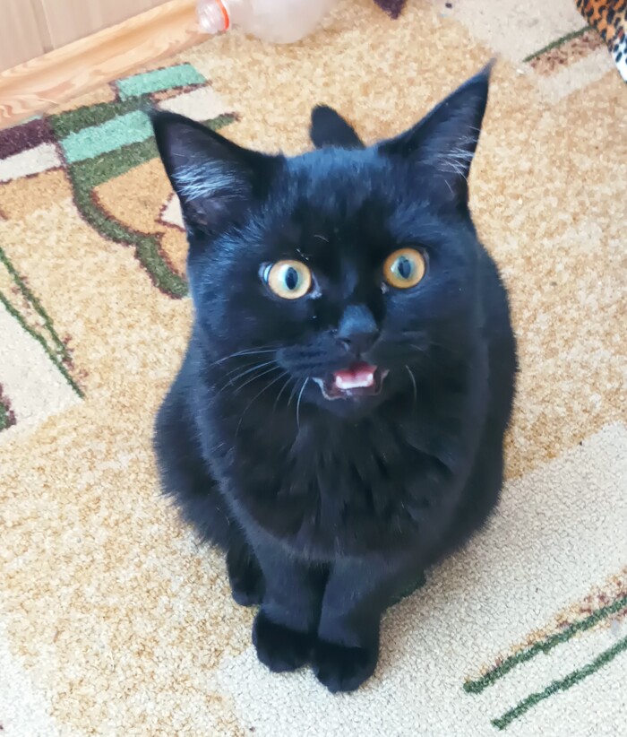 Забыли на балконе