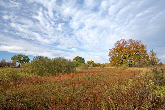Осенний луг