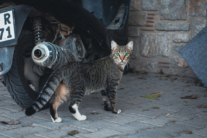 �������� ������������