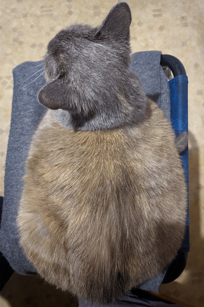 Обилие Кисулькена