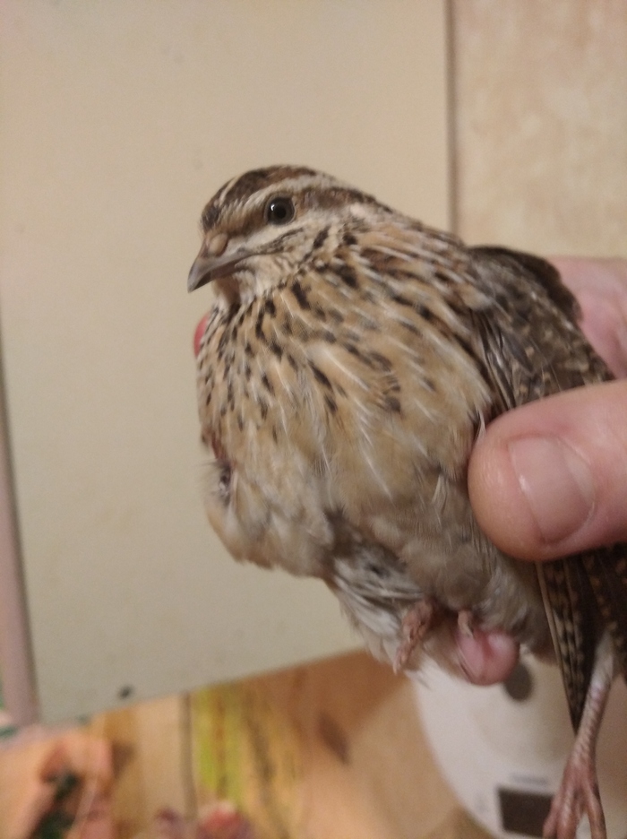 Кошка притащила птичку