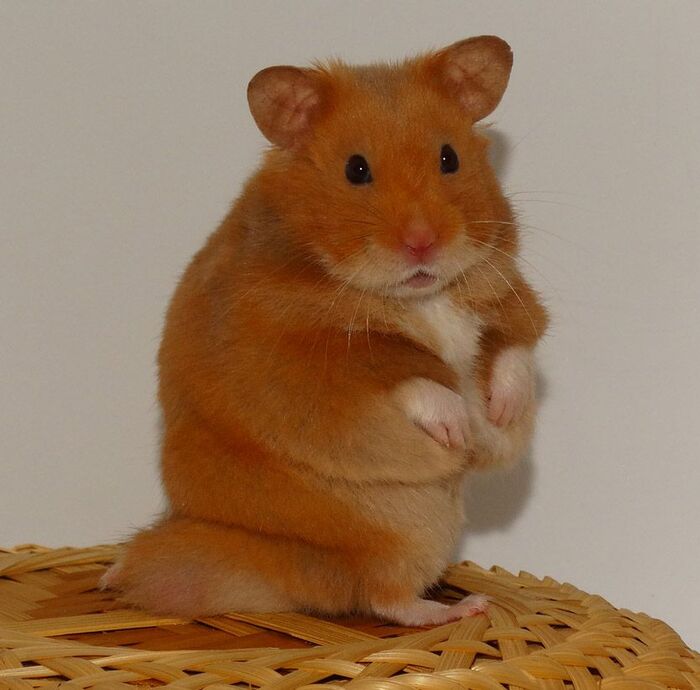 Хомячиха Машка