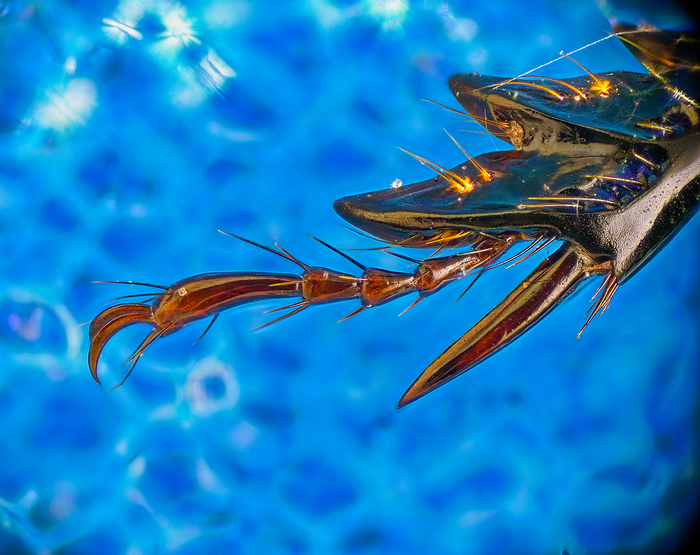 Прототип дракона