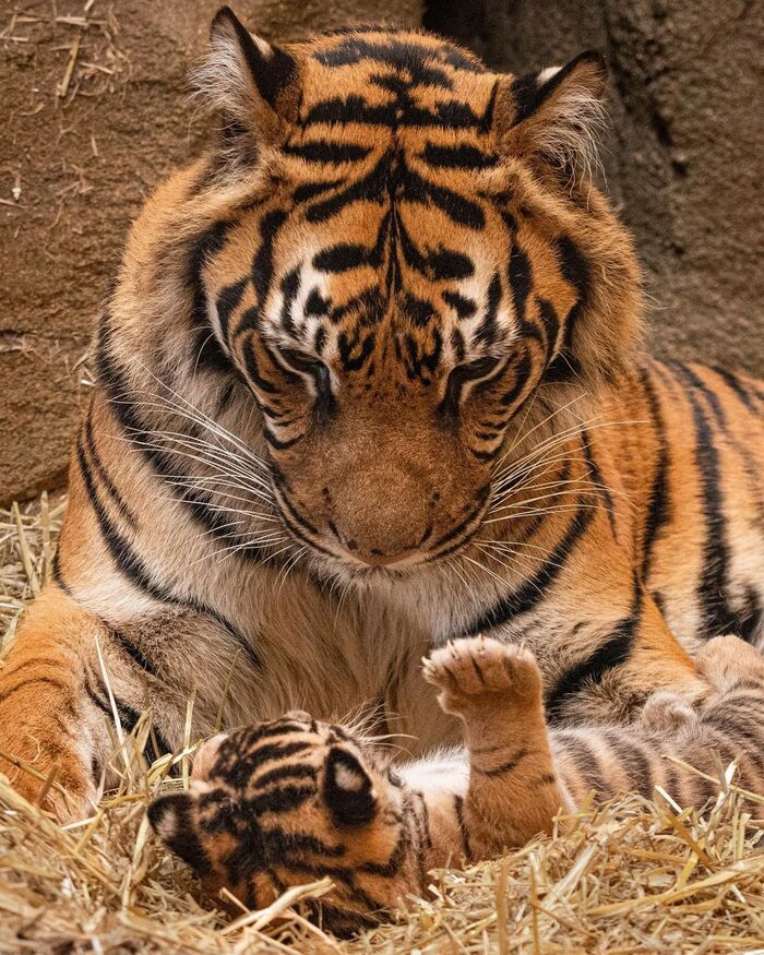 Малыш, спать пора Суматранский тигр, Вымирающий вид, Тигр, Большие кошки, Семейство кошачьих, Хищные животные, Млекопитающие, Животные, Дикие животные, Зоопарк, Фотография, Тигрята