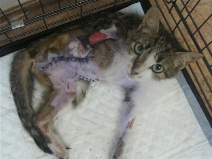 ВНИМАНИЮ ВСЕХ АВТОВЛАДЕЛЬЦЕВ!!! Кот, Автомобилисты, Проверка, Срочно, Длиннопост