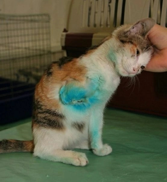 ВНИМАНИЮ ВСЕХ АВТОВЛАДЕЛЬЦЕВ!!! Кот, Автомобилисты, Проверка, Срочно, Длиннопост