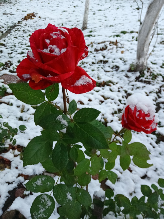 Розы на морозе | Пикабу