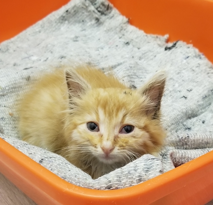 ����������� - ���������