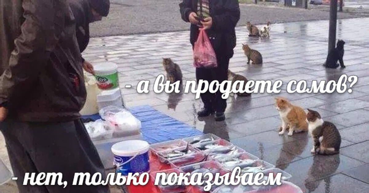 Когда решил купить сома | Пикабу