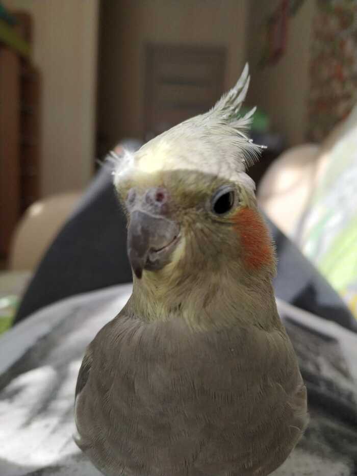 Игривая барышня