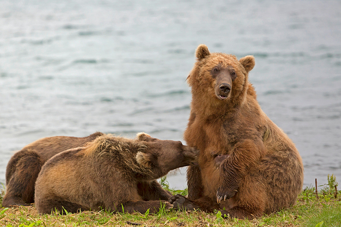Сынок. По-моему тебе пора жить отдельно