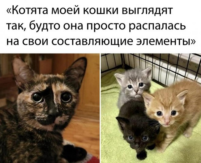 А у нас недавно кошка родила трёх штук котят...