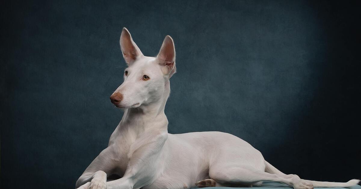 Podenco con pastor aleman