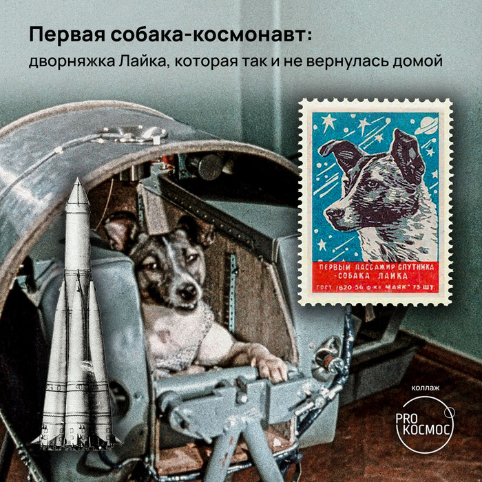 Первое животное на орбите Земли: дворняжка Лайка, которая стала самой важной собакой планеты
