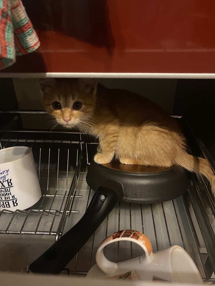 Которебёнок