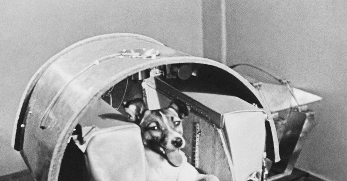 1 собака лайка. Лайка первая в космосе. Лайка космонавт. Собака лайка в космосе. Собака которая первая летала в космос.