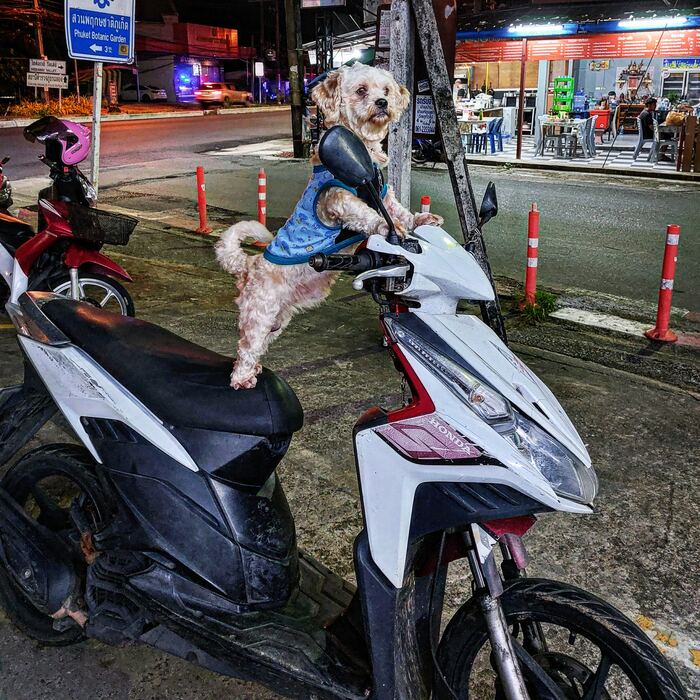 Уши, лапы и хвост! Вот мои права!