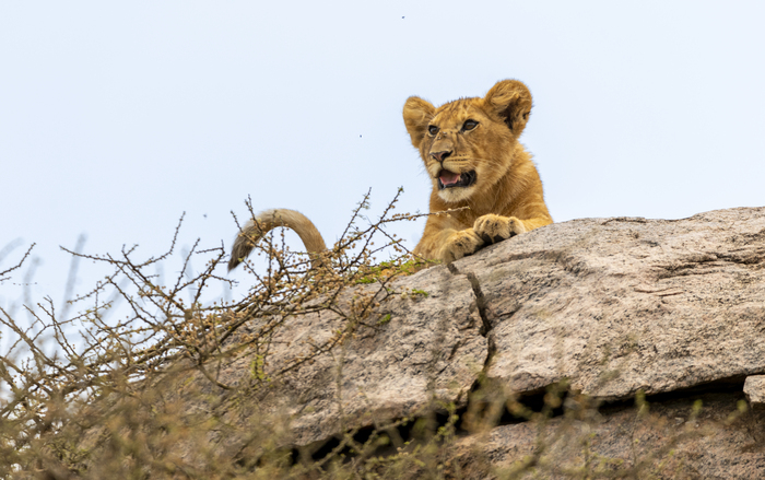 Львенок, Серенгети, Танзания