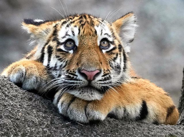 В ожидании ужина