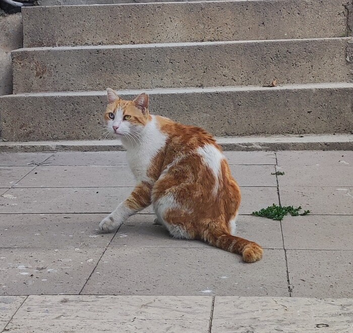 Стамбульский кот с разноцветными глазами