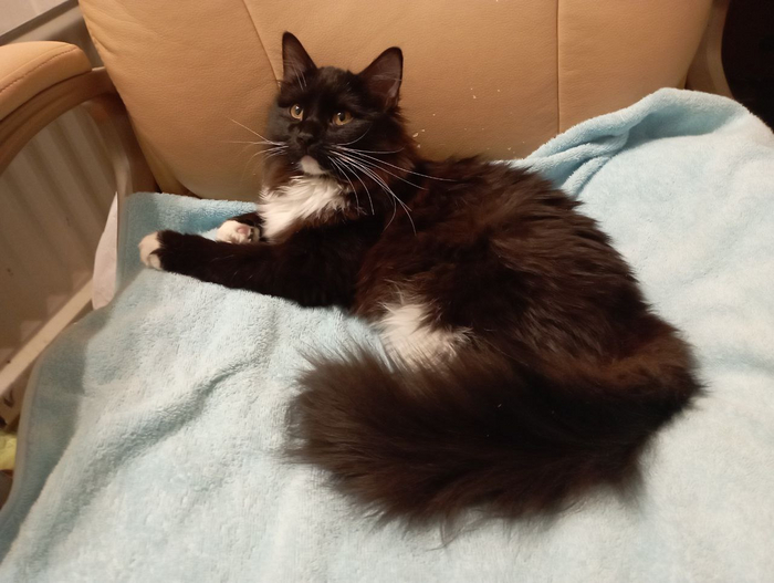 Котобелка - пипидастр в мохнатых штанишках Помощь, Кот, В добрые руки, Любовь, Без рейтинга, Длиннопост