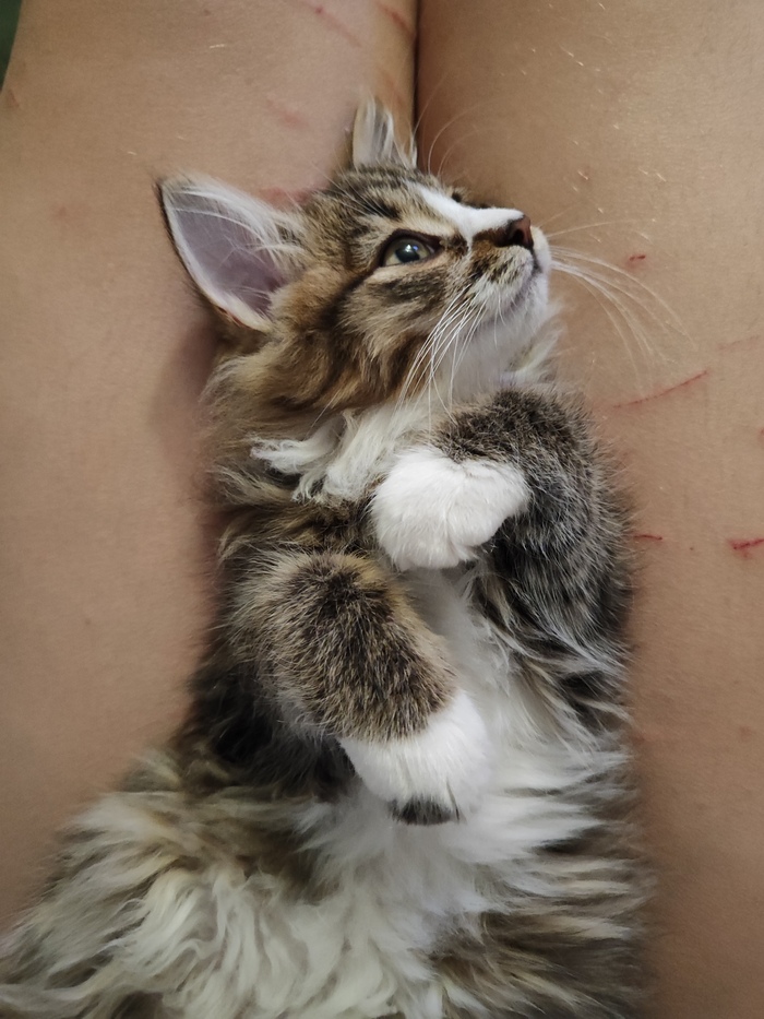 Мой маленький ангелок, нашкодила и отдыхает