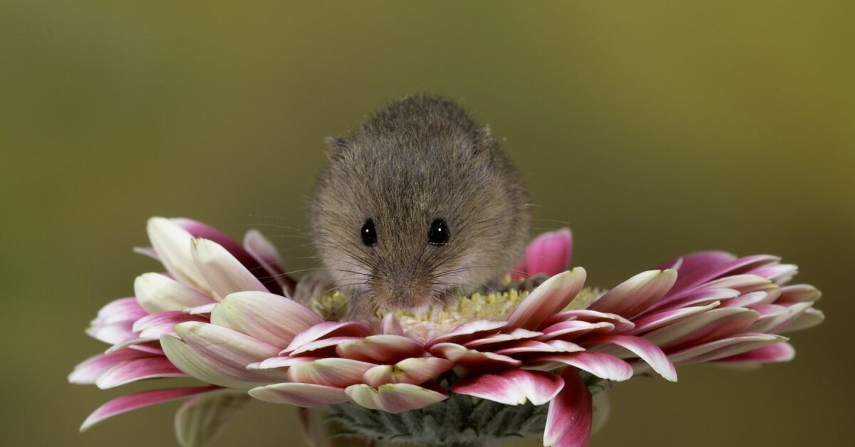 Милая мышь. Милые мышки. Красивая мышка. Красивый мышонок. Мышка с цветочком.