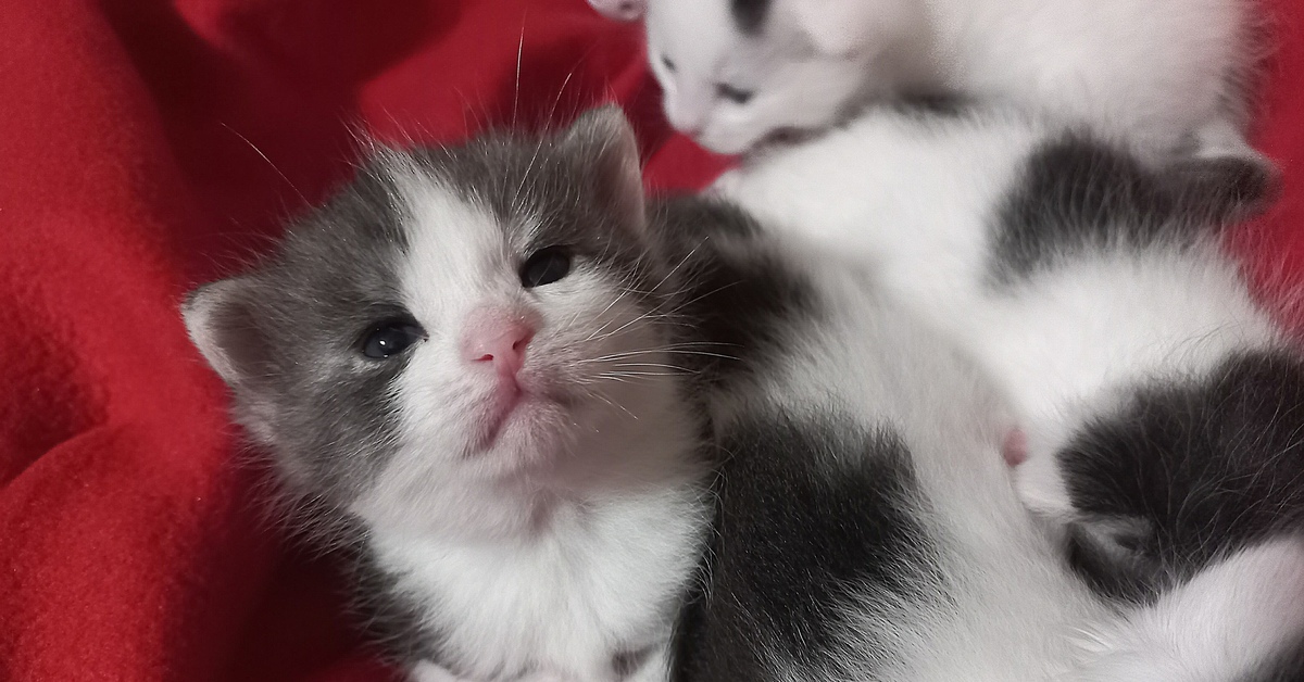 Котята даром - купить в Перми, бесплатно, продано 12 июня 2018 - Кошки