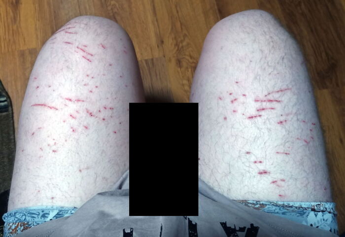 Всё равно люблю котят