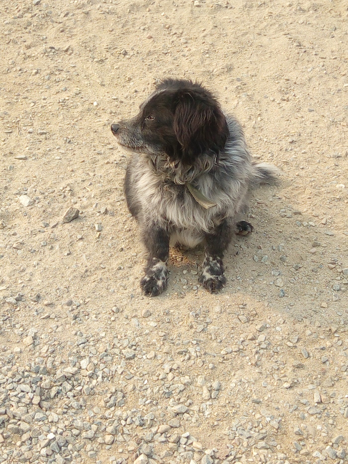 Живность №4