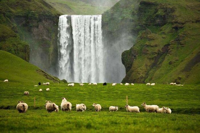 Исландия Исландия, Овцы, Вокруг света, Природа, Дикая природа, Водопад, Животные, Трава, Свежесть, Горы, Факты, Интересное, Актуальное, Фотография