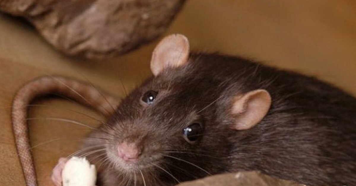 Коричневые мыши. Крыса Дамбо коричневая с белым. Коричневый окрас крысы Дамбо. Бурмиз Дамбо. Крыса бело коричневая.
