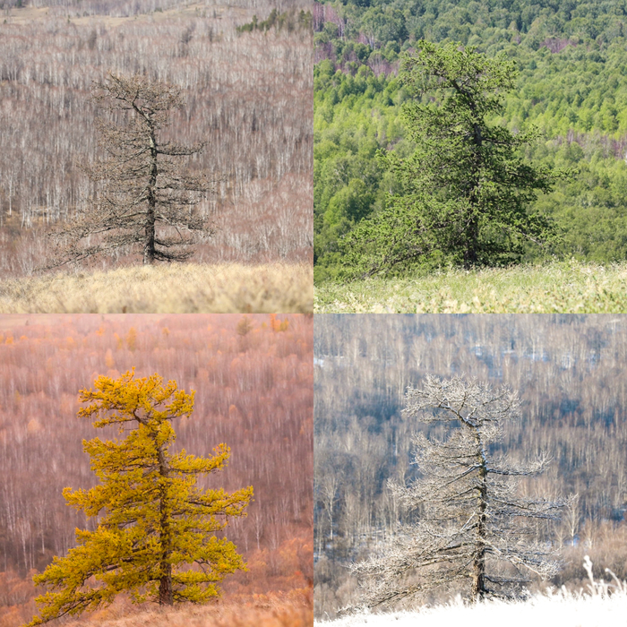 Времена года