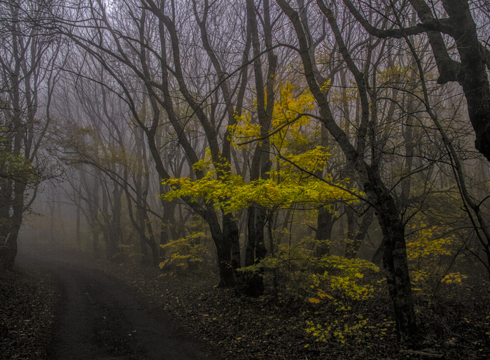 Просто фото. Просто осенний лес