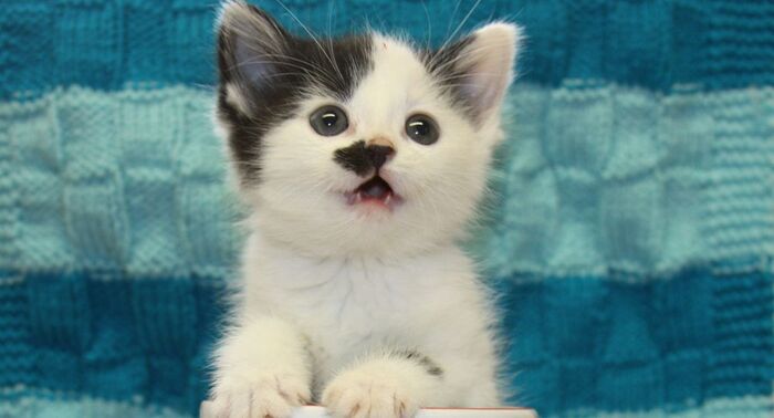 Kitler