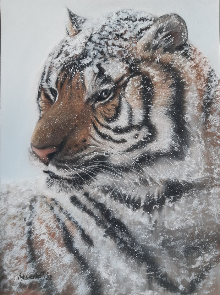 Тигр в снегу Анималистика, Пастель, Пастельные карандаши, Тигр, Рисунок, Снег, Длиннопост