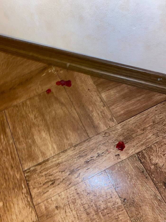 Не советую брать собаку в питомнике Strong Pride Kennel Бордер-колли, Питомник, Передержка, Ветеринария, Волонтерство, Длиннопост, Фекалии, Кровь, Собака