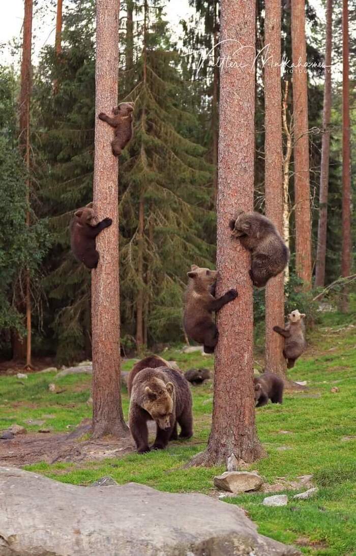 Не дай Бог встретить такое утром в сосновом лесу...