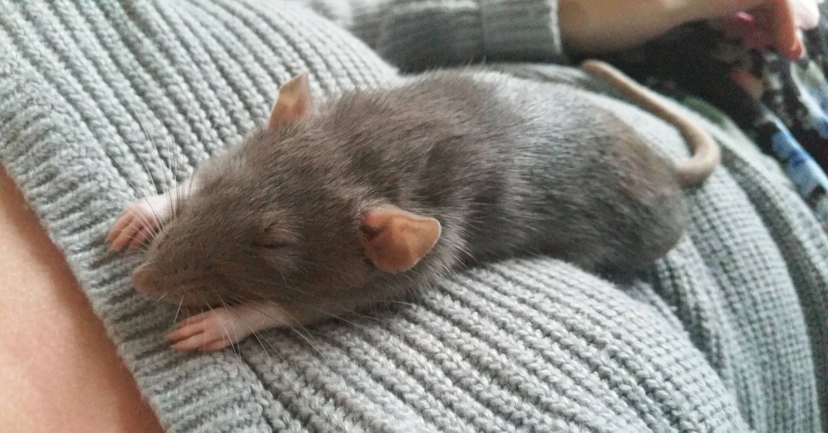 Серая крыса во сне. Крыса Дамбо.