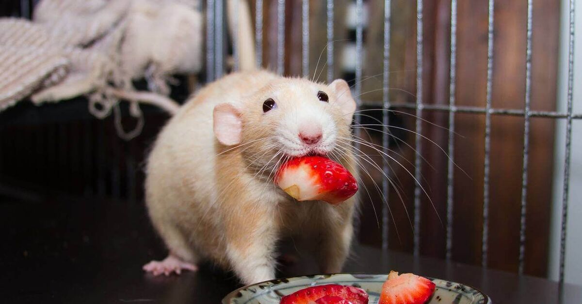 Можно давать хомякам банан. Крыса Дамбо. Крыса с клубникой. Декоративные крысы. Что едят крысы.