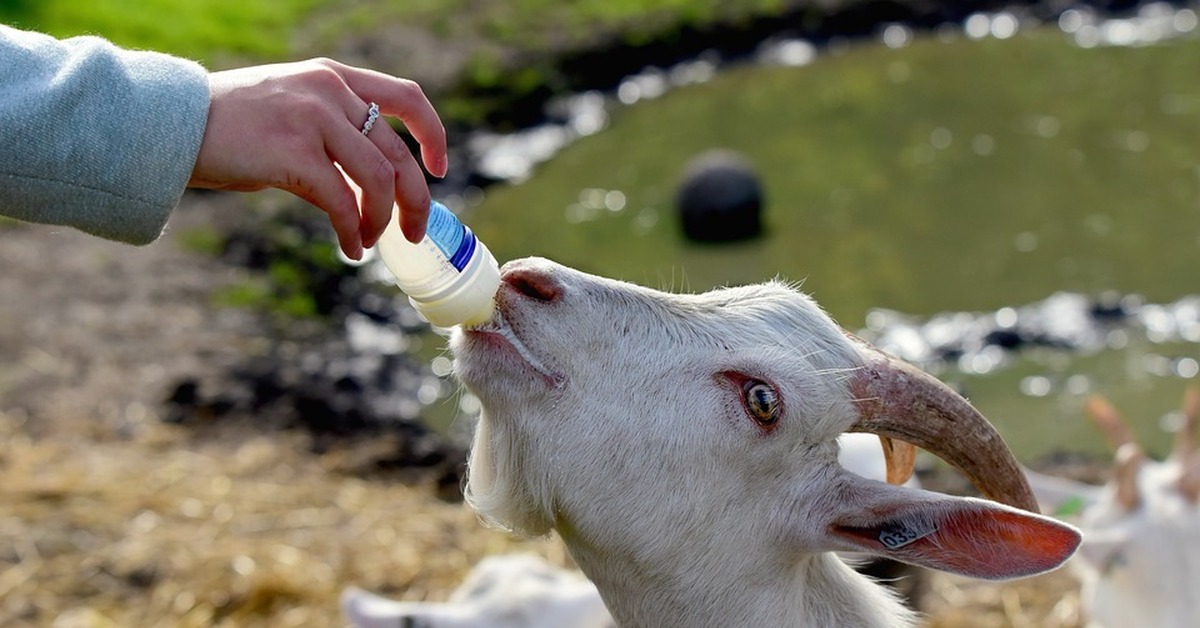 Вскармливание животных. Кормление животных. Молоко коров и коз. Белая коза ферма. Коза молоко.