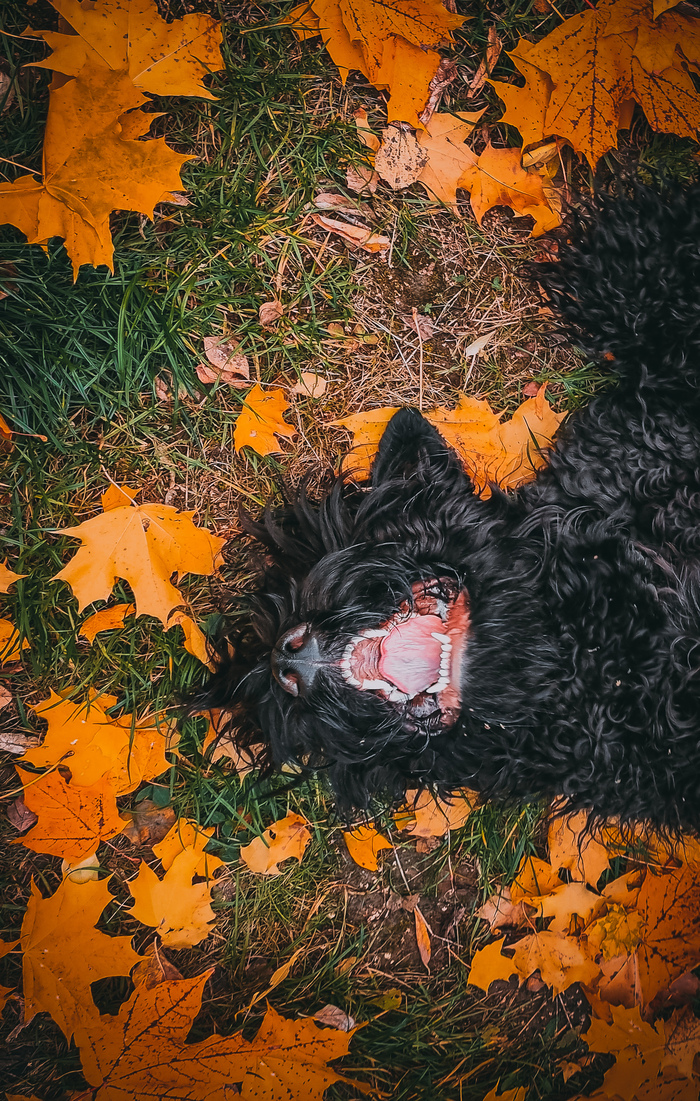 Осенняя улыбка Собака, Фотография, Русский черный терьер, Осень, Мобильная фотография, Длиннопост, Осенние листья