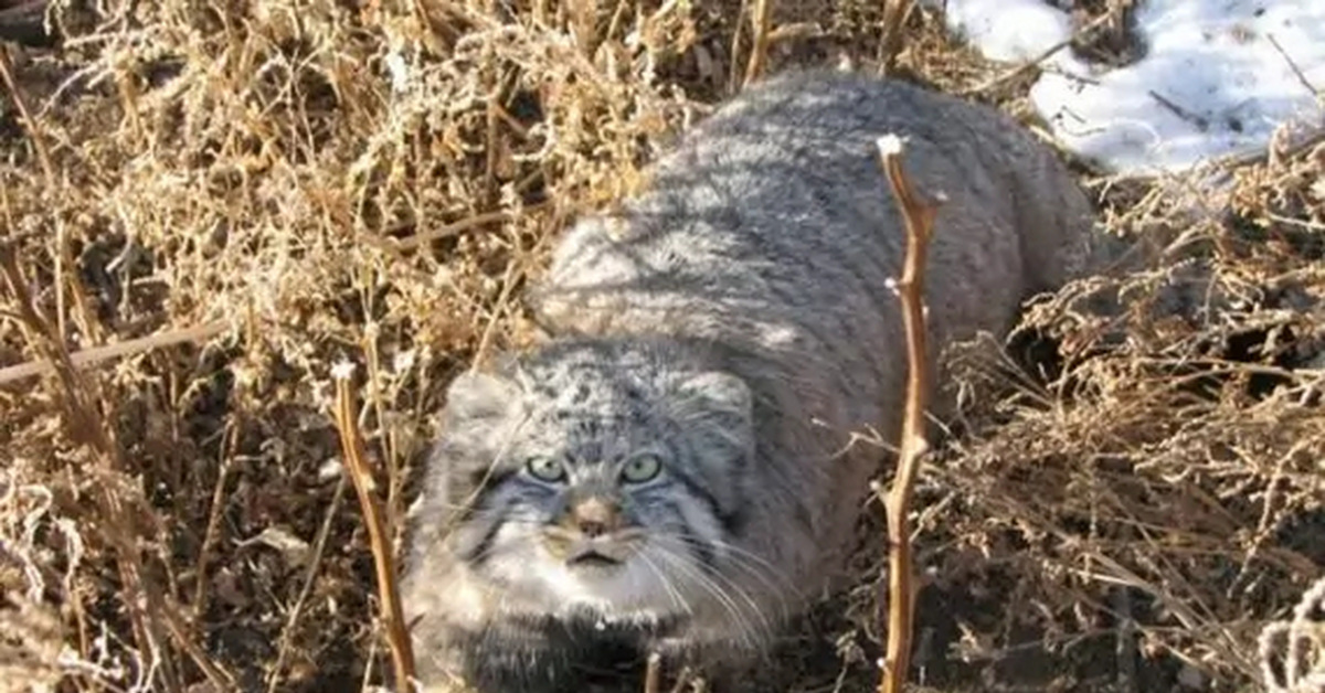 Лесной кот манул. Манул (палласов кот). Дикий кот манул охотится. Лесной кот манул. Манул забайкальский.