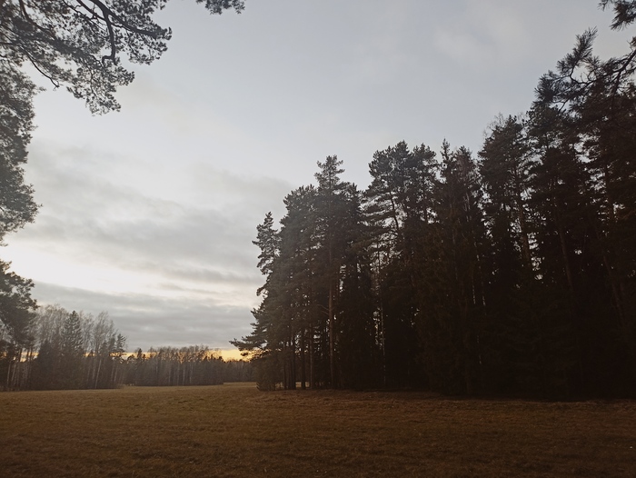 13.11. В Павловске всё ещё осень Павловск, Осень, Ноябрь, Парк, Лес, Красота, Мобильная фотография, Длиннопост