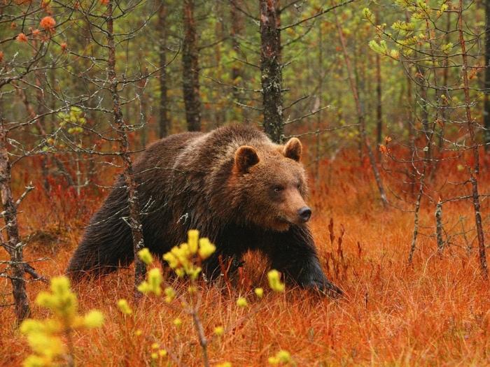 Осенний мишка