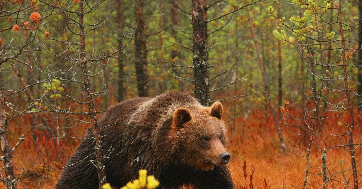 Животный мир республики беларусь. Животные Беларуси. Флора и фауна Белоруссии. Животный мир Белоруссии. Животный и растительный мир Белоруссии.