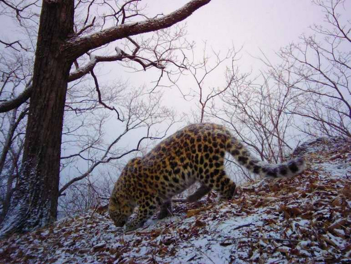 У кота внутри теплота