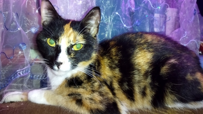 ����������, �����