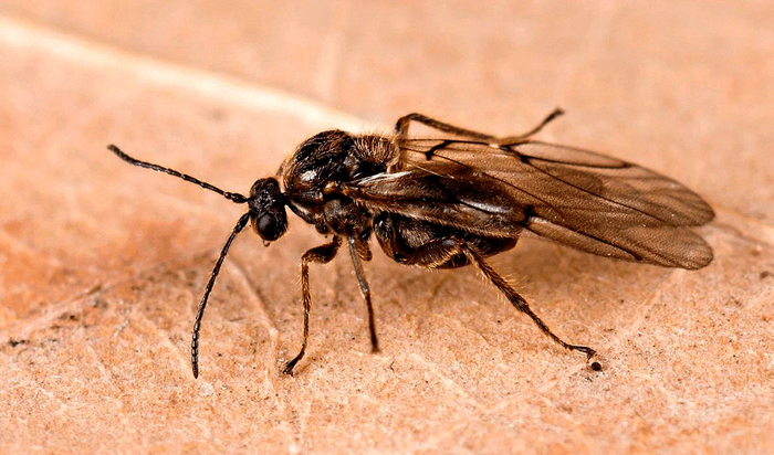 Дубовая орехотворка: Что за странные сферы иногда вырастают на листьях дуба? Насекомые, Книга животных, Биология, Яндекс Дзен, Дуб, Длиннопост Дубовая орехотворка: Что за странные сферы иногда вырастают на листьях дуба? Насекомые, Книга животных, Биология, Яндекс Дзен, Дуб, Длиннопост